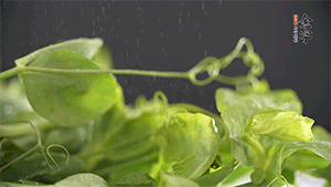 豌豆尖洗凈，切斷備用。